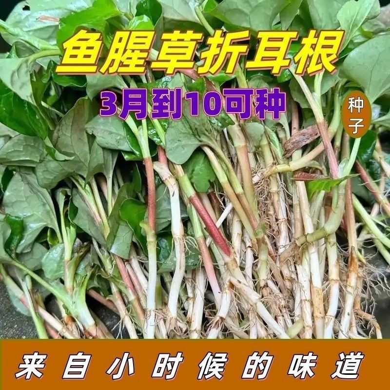 高产鱼腥草种子折耳根种籽种苗新家庭园艺种子