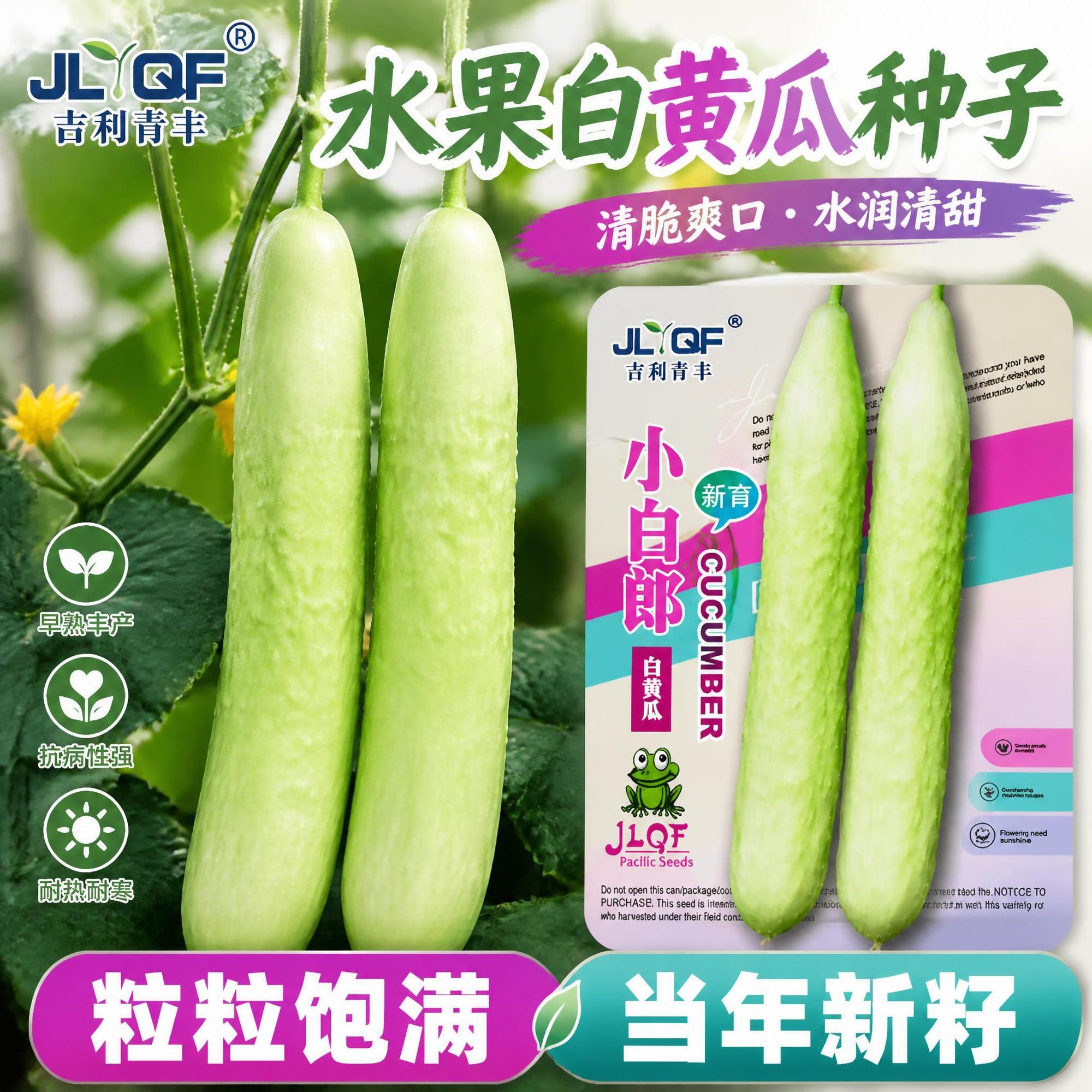白黄瓜种子老品种黄瓜种子非转基因白皮黄瓜种子春秋耐热黄瓜种子图片
