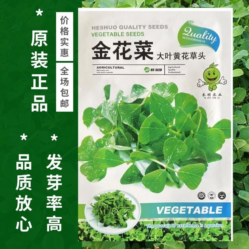 金花菜种子上海大叶黄花草头种籽家庭园艺种子