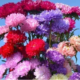 菊花种子七彩翠菊种子重瓣四季阳台庭院盆栽易活花草翠菊花卉种子