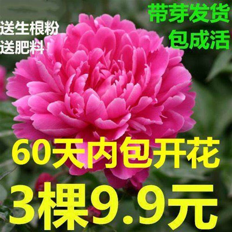 5年大苗洛阳牡丹花苗盆栽花卉观桌面绿植
