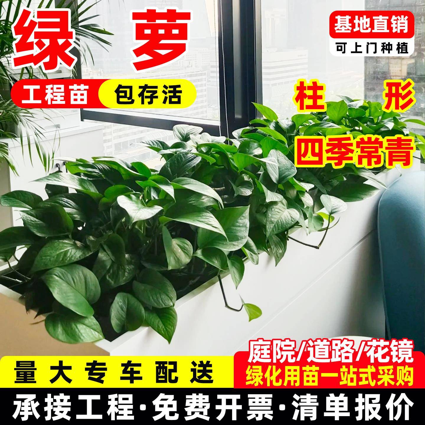 绿萝盆栽绿萝柱室内植物花卉绿植水培长藤垂吊大叶绿箩苗新房客厅