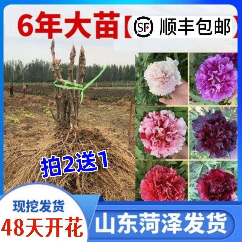 牡丹花苗盆栽正宗大苗缠枝花带花苞大花观赏牡丹树苗花种重瓣牡丹