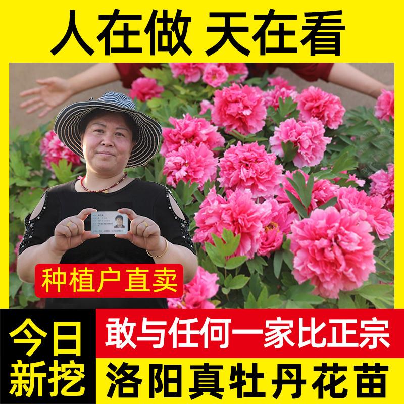 牡丹花苗洛阳盆栽正宗大苗带芽孢牡丹花种耐寒重瓣花卉牡丹花树苗