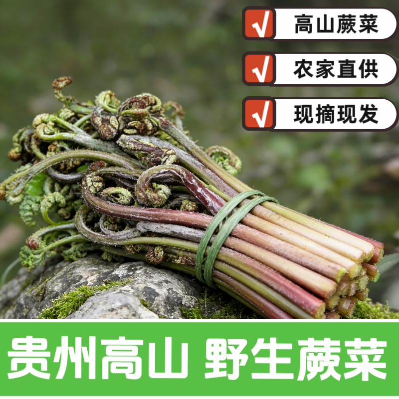 贵州新鲜蕨菜野生现摘甜蕨山野菜拳头菜龙爪菜猫爪菜厥菜蕨苔