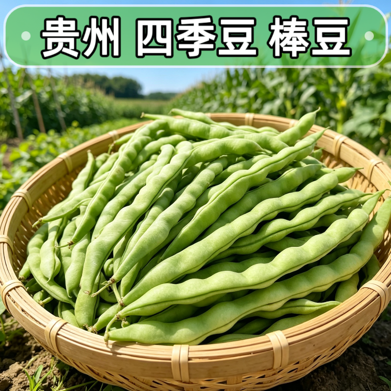 贵州新鲜四季豆自种现摘特价豆角蔬菜露天批发芸豆扁豆农家长款豆