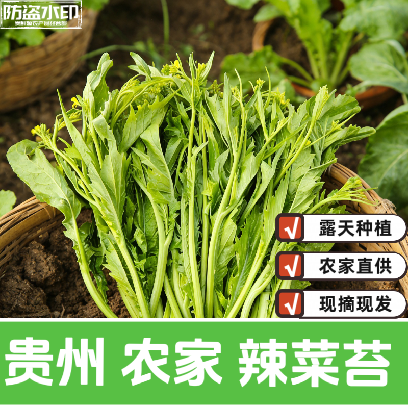 贵州新鲜辣菜苔农家自种蔬菜现摘冲鼻鲜香青菜苔当季时令芥菜心