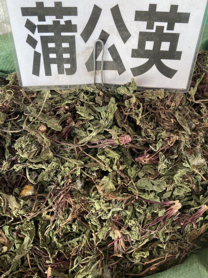 全株蒲公英根野生整根蒲公英茶正