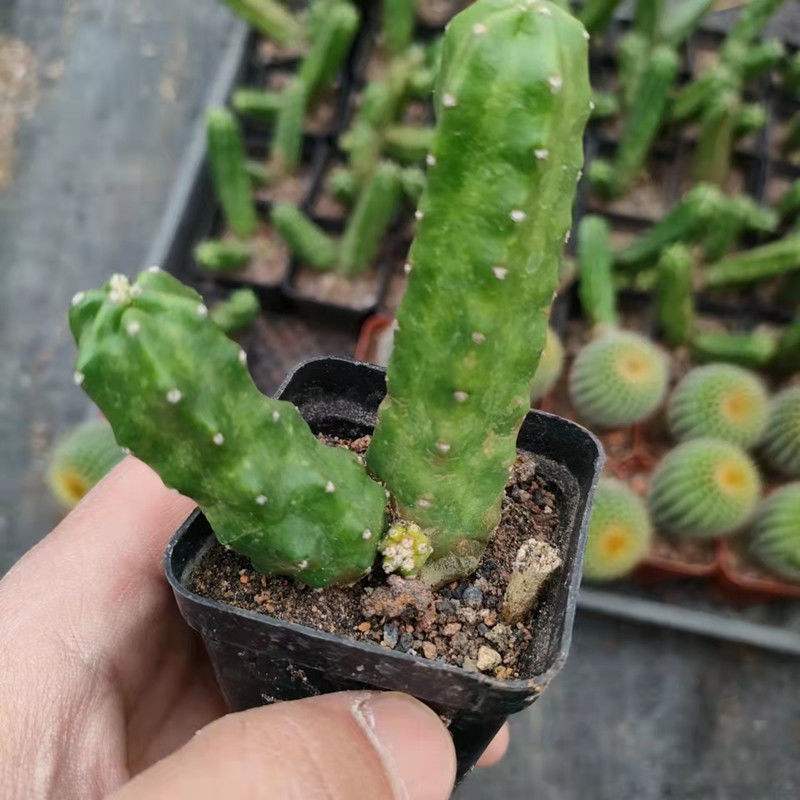 桃太郎群生仙人球鹿角柱属仙人球开花仙人掌多肉植物花卉绿植