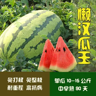懒汉瓜王西瓜种子特大高产甜早熟四季 播种少籽农科院西瓜水果种籽