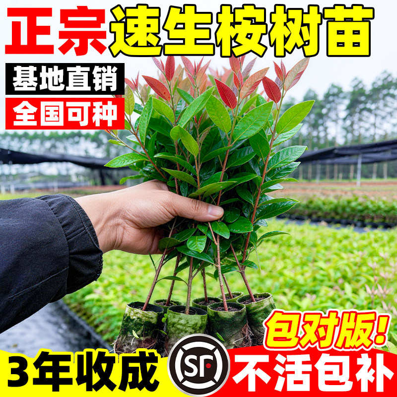 速生桉树苗正宗广29广9号桉树小苗基地直供现挖带土发货易成活苗