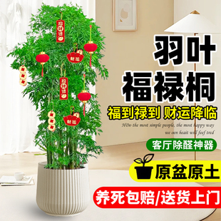 福禄桐盆栽羽叶室内客厅落地大型绿植花卉盆景老桩树新房乔迁植物