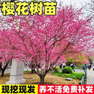 日本樱花树苗南北方室外庭院种植绿化工程大型风景树花卉盆栽植物
