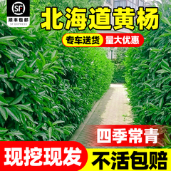 北海道黄杨冬青树苗篱笆墙围墙绿篱四季常青耐寒丛生大叶绿化植物