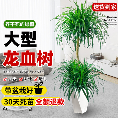 大型龙血树客厅绿植室内高级感龙须树树苗多头老桩植物大盆栽盆景