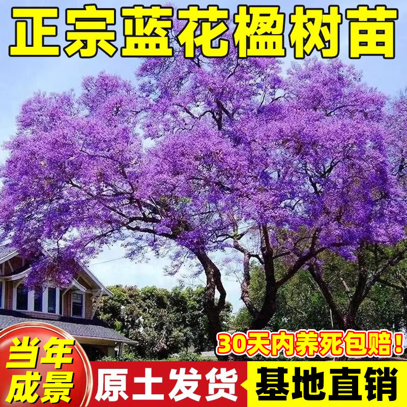蓝花楹树苗大树正宗耐寒名贵风景树乔木户外庭院种植盆栽老桩树木