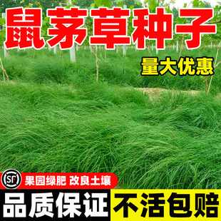 正宗鼠茅草种子多年生果园绿肥鼠茅草草种籽抑制杂草生长全国可种