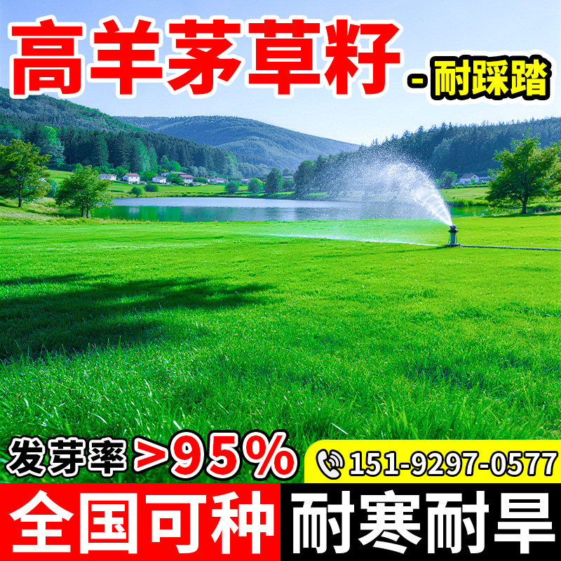 进口高羊茅草籽四季青护坡绿化公园景区工程多年生耐踩踏草种子