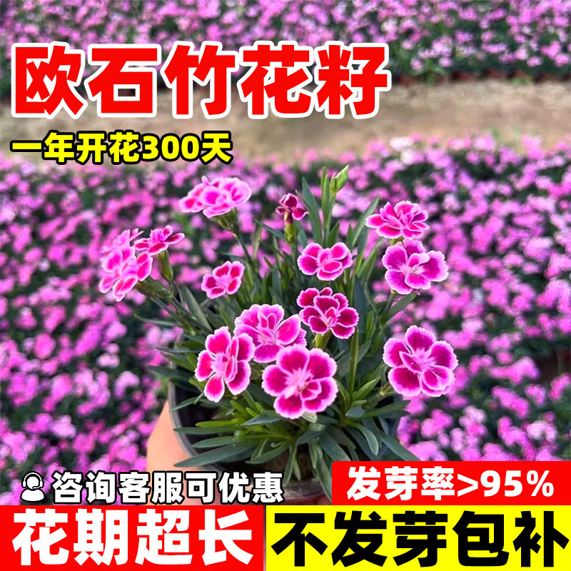 四季可播矮生欧石竹花籽
