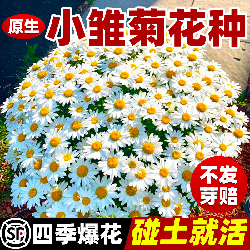 小雏菊花种子洋甘菊花种籽子四季播种开花室内外阳台花卉种植盆栽
