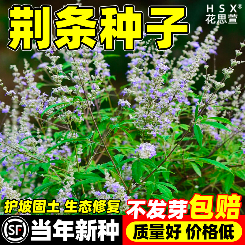 荆条种子护坡灌木抗沙固土边坡覆绿多年生耐寒耐旱耐贫瘠草籽灌木