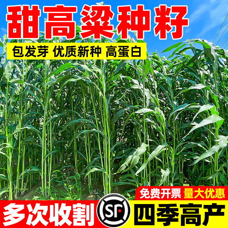甜高梁种子饲用甜高粱牧草种籽多年生畜牧养殖四季再生甜高粱杆孑