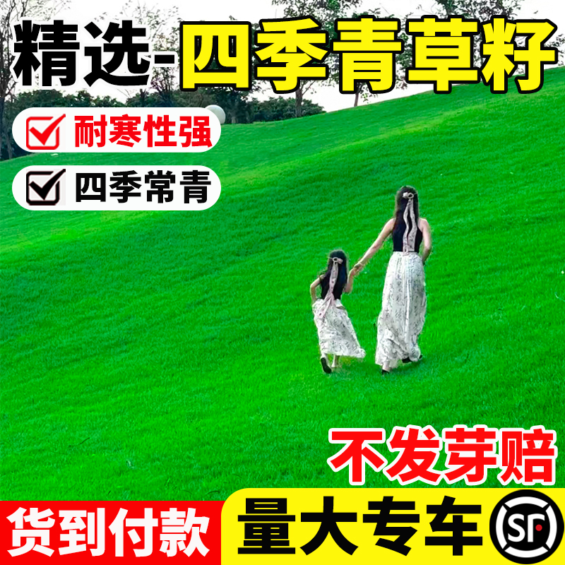 进口矮生四季青草籽草皮种子免修剪耐践踏庭院别墅绿化台湾青种籽