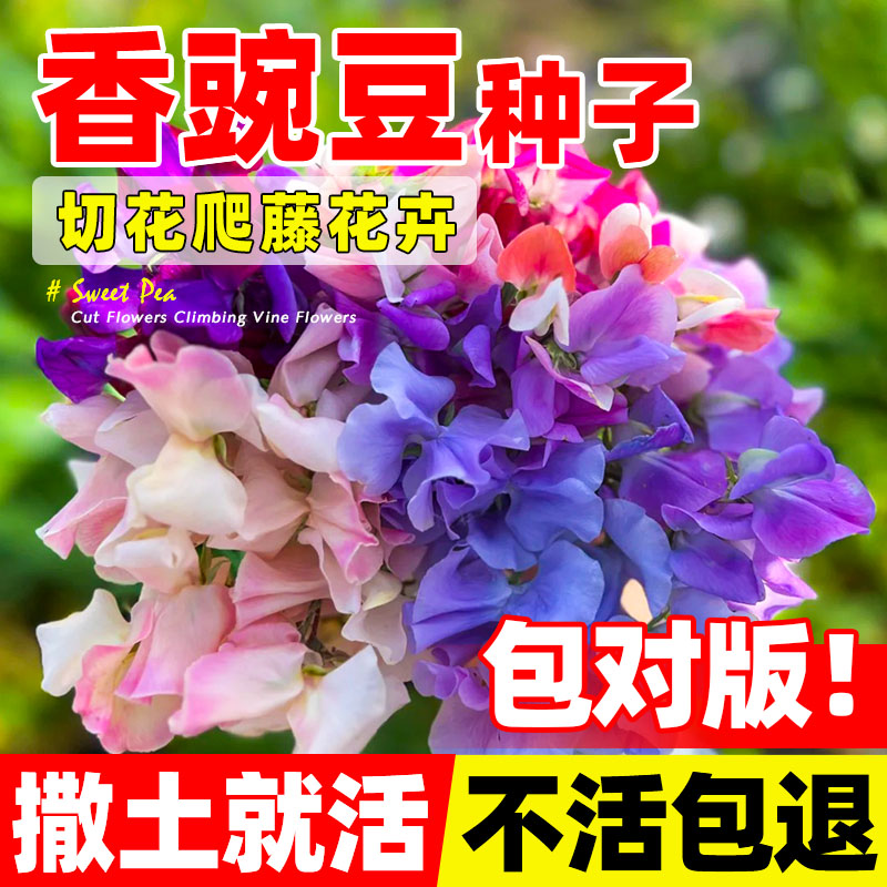 香豌豆花籽蝴蝶切花豌豆花种子孑庭院景观盆栽花海多年生爬藤花卉