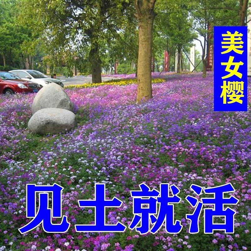 野花 组合 多年生 四季 花卉种子 花子