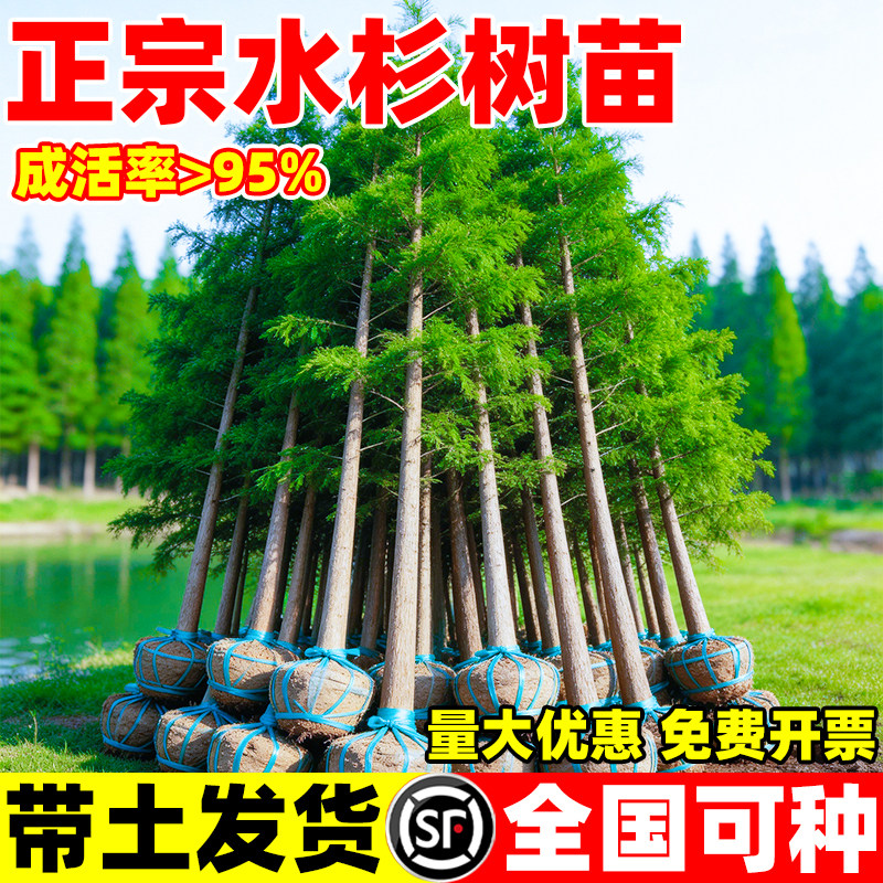 水杉树苗四季常青庭院行道树速生乔木南北方种植工程绿化风景树苗