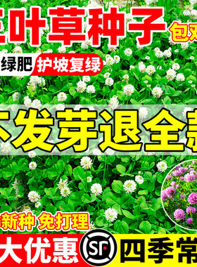 三叶草种子绿肥白三叶红三叶草籽幸运草四季常青护坡绿化草坪种籽
