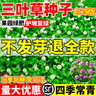 三叶草种子绿肥白三叶红三叶草籽幸运草四季常青护坡绿化草坪种籽