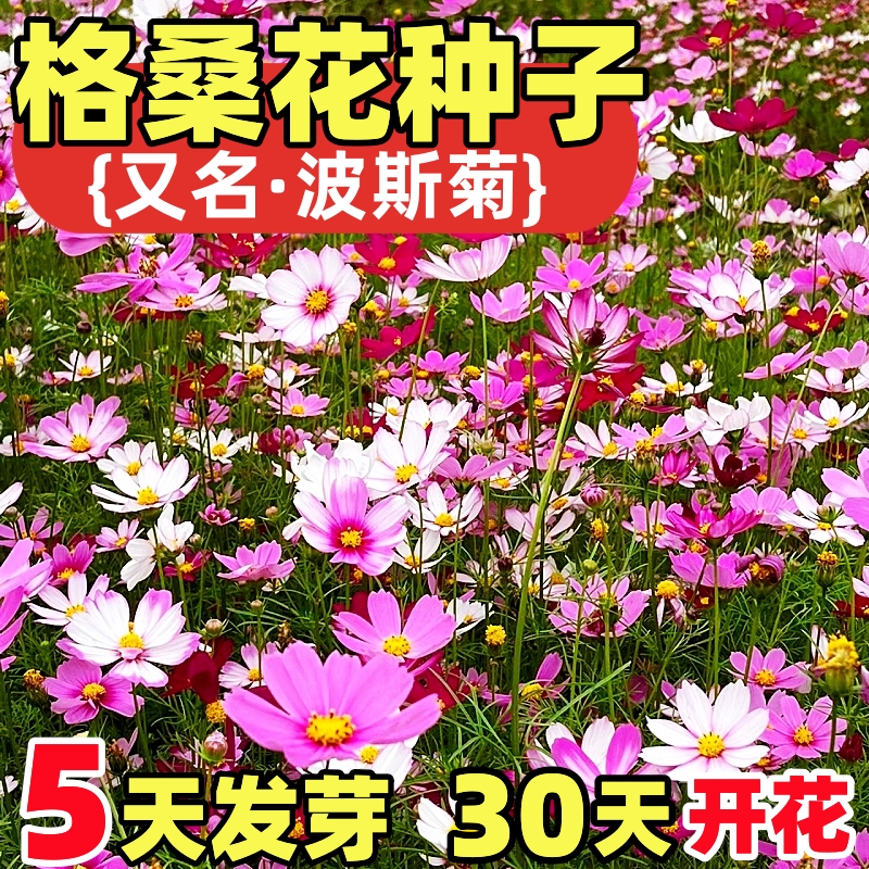 格桑花种籽子波斯菊四季播种开花