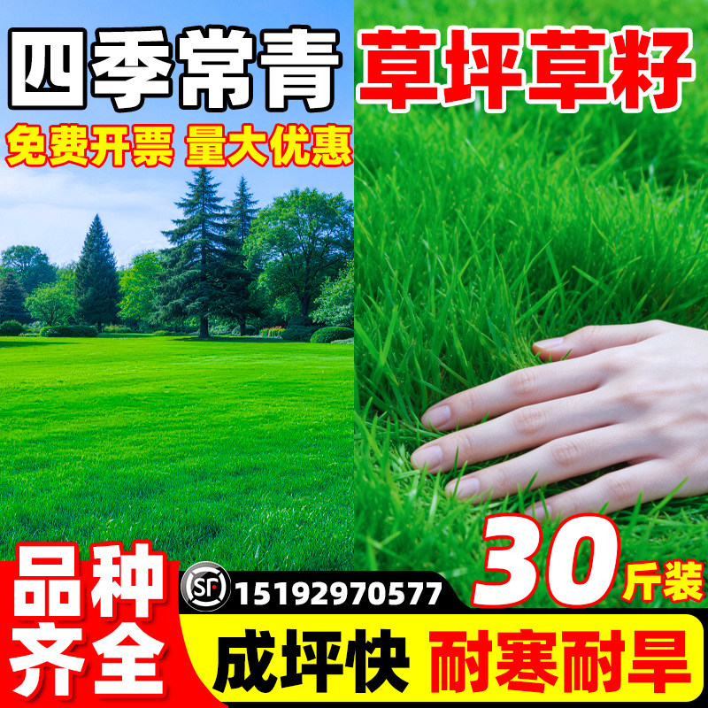 草坪草籽庭院景观矮生四季青高端绿化剪股颖耐寒耐践踏易养护草籽
