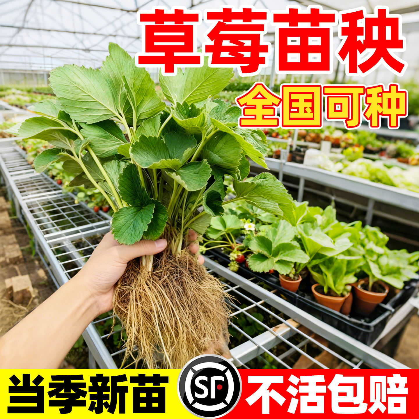 草莓苗秧盆栽优质奶油四季结果脱毒玄玉草莓新苗特大号批发果树苗