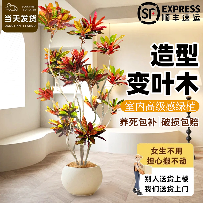 花思萱变叶木盆栽室内大型绿植