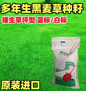 多年生黑麦草种籽蓝标矮生草坪草籽耐寒四季常青庭院绿化草皮种子