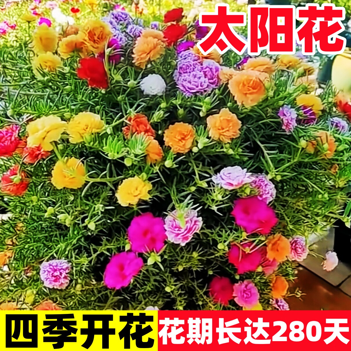 重瓣太阳花种孑小雏菊花种籽子室内外观花卉植物花籽四季播种开花