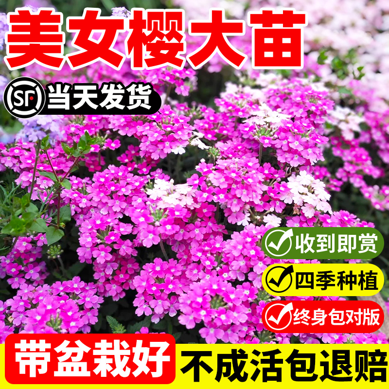 庭院地栽白花荀子苗花思萱