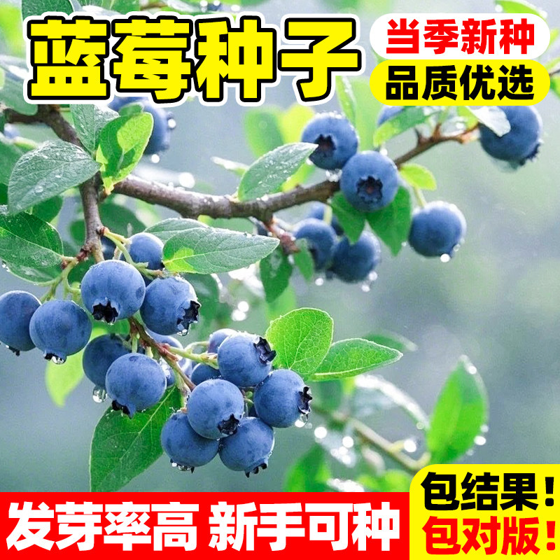 蓝莓种子室内外阳台庭院盆栽地栽易活多品种蓝莓树苗种籽四季种植