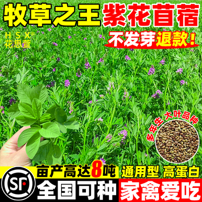 紫花苜蓿草种籽多年生牧草种子四季养殖喂羊牛鸡鸭鹅草鱼牧草种籽