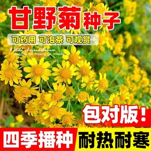 野菊花种子甘野菊花籽泡茶野生山菊花多年生四季播种易活植物种孑