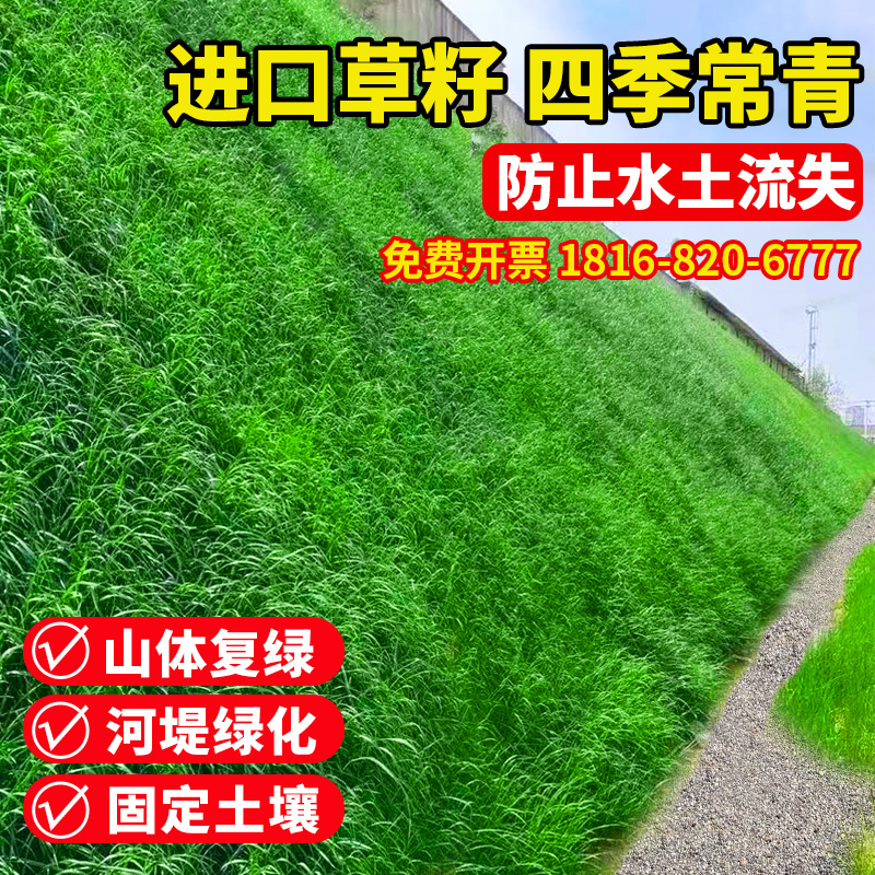 四季常青护坡固土耐寒耐旱边坡绿化草坪草籽免修剪黑麦草高羊茅籽