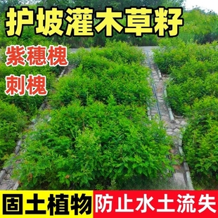 护坡固土植物灌木草籽紫穗槐种子刺槐树绿化斜山边坡高速公路草籽