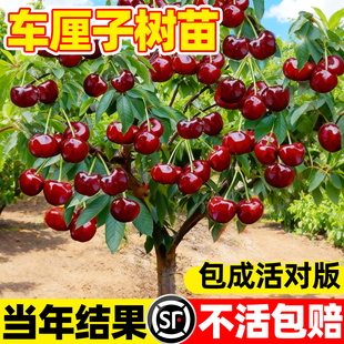 车厘子树苗正宗樱桃树苗矮化特大嫁接果树庭院名贵南北方种植盆栽