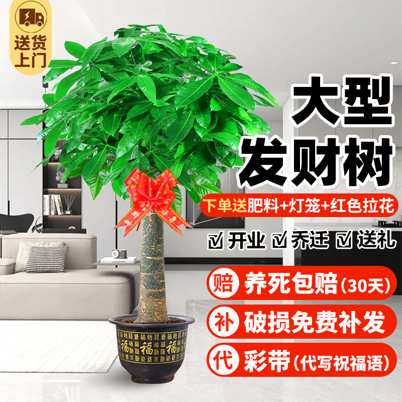 发财树客厅大盆栽2024新款大型旺宅绿植室内客厅乔迁新房招财植物