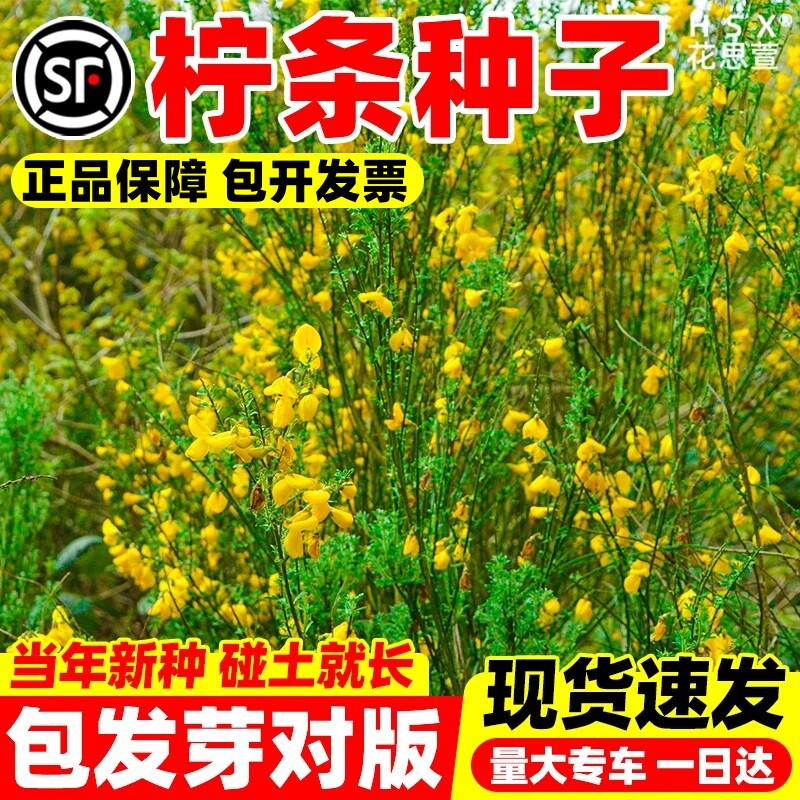 柠条种子小叶锦鸡儿护坡固土种子