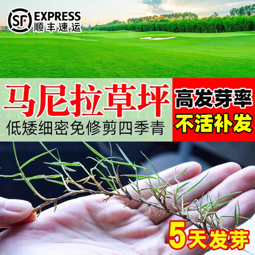 马尼拉草籽矮生耐旱四季常青