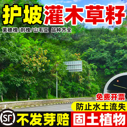 护坡灌木种子紫穗槐猪屎豆银合欢