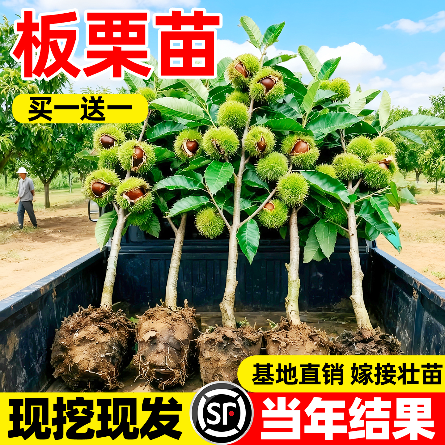 板栗苗树嫁接地栽南方北方种植大红袍当年结果特大板栗树果树果苗